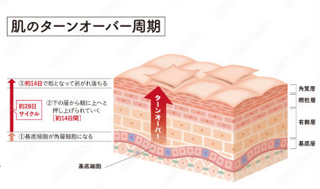 肌のターンオーバー周期